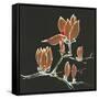 Magnolia on Black IV-Chris Paschke-Framed Stretched Canvas