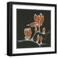 Magnolia on Black IV-Chris Paschke-Framed Art Print