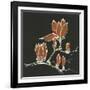 Magnolia on Black IV-Chris Paschke-Framed Art Print