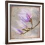 Magnolia on Silver Leaf I-Patricia Pinto-Framed Art Print