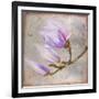 Magnolia on Silver Leaf I-Patricia Pinto-Framed Art Print