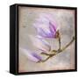 Magnolia on Silver Leaf I-Patricia Pinto-Framed Stretched Canvas