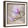 Magnolia on Silver Leaf I-Patricia Pinto-Framed Art Print