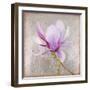 Magnolia on Silver Leaf II-Patricia Pinto-Framed Art Print