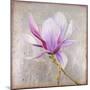 Magnolia on Silver Leaf II-Patricia Pinto-Mounted Art Print