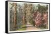 Magnolia on the Ashley, Charleston, South Carolina-null-Framed Stretched Canvas