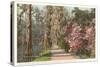 Magnolia on the Ashley, Charleston, South Carolina-null-Stretched Canvas