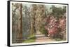 Magnolia on the Ashley, Charleston, South Carolina-null-Framed Stretched Canvas