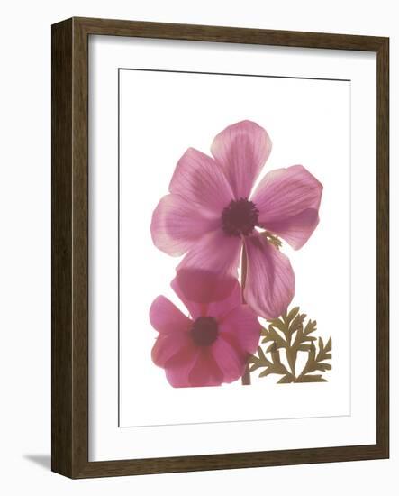 Magnolia Pair-Albert Koetsier-Framed Premium Giclee Print