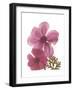 Magnolia Pair-Albert Koetsier-Framed Premium Giclee Print