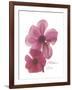 Magnolia Pair-Albert Koetsier-Framed Premium Giclee Print