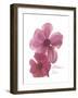 Magnolia Pair-Albert Koetsier-Framed Premium Giclee Print