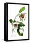 Magnolia Parviflora-H.g. Moon-Framed Stretched Canvas