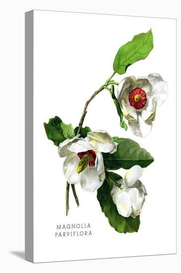 Magnolia Parviflora-H.g. Moon-Stretched Canvas