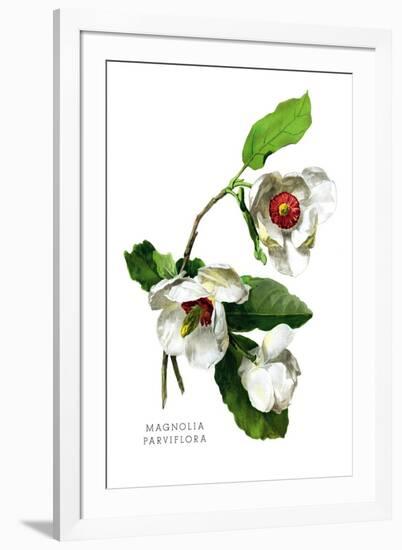 Magnolia Parviflora-H.g. Moon-Framed Art Print