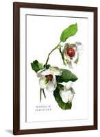 Magnolia Parviflora-H.g. Moon-Framed Art Print