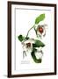 Magnolia Parviflora-H.g. Moon-Framed Art Print