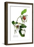 Magnolia Parviflora-H.g. Moon-Framed Art Print