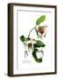 Magnolia Parviflora-H.g. Moon-Framed Art Print