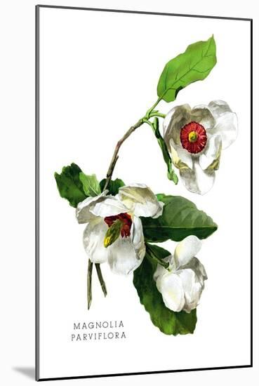 Magnolia Parviflora-H.g. Moon-Mounted Art Print