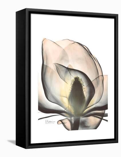 Magnolia Portrait-Albert Koetsier-Framed Stretched Canvas