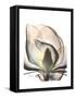 Magnolia Portrait-Albert Koetsier-Framed Stretched Canvas