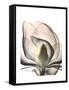 Magnolia Portrait-Albert Koetsier-Framed Stretched Canvas