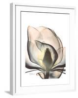 Magnolia Portrait-Albert Koetsier-Framed Premium Giclee Print