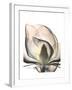 Magnolia Portrait-Albert Koetsier-Framed Premium Giclee Print