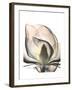 Magnolia Portrait-Albert Koetsier-Framed Premium Giclee Print