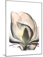 Magnolia Portrait-Albert Koetsier-Mounted Premium Giclee Print