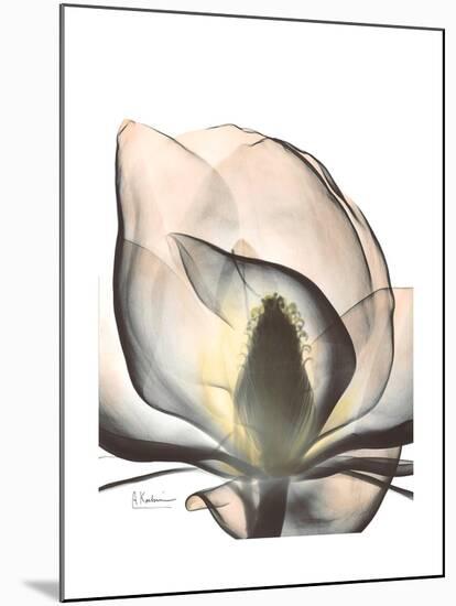 Magnolia Portrait-Albert Koetsier-Mounted Premium Giclee Print