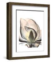 Magnolia Portrait-Albert Koetsier-Framed Premium Giclee Print