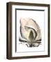 Magnolia Portrait-Albert Koetsier-Framed Premium Giclee Print