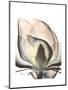 Magnolia Portrait-Albert Koetsier-Mounted Premium Giclee Print