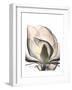 Magnolia Portrait-Albert Koetsier-Framed Premium Giclee Print