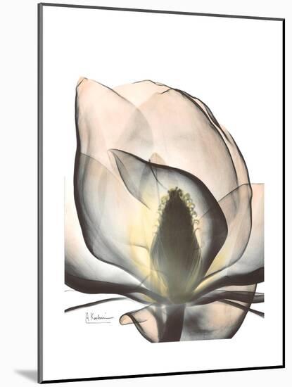 Magnolia Portrait-Albert Koetsier-Mounted Premium Giclee Print