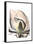 Magnolia Portrait-Albert Koetsier-Framed Stretched Canvas