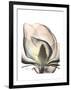 Magnolia Portrait-Albert Koetsier-Framed Premium Giclee Print