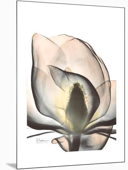 Magnolia Portrait-Albert Koetsier-Mounted Premium Giclee Print