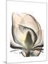 Magnolia Portrait-Albert Koetsier-Mounted Premium Giclee Print
