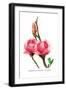 Magnolia Rustica: Fl. Rubra-H.g. Moon-Framed Art Print