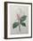 Magnolia Soulangiana-Pierre-Joseph Redoute-Framed Art Print