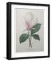 Magnolia Soulangiana-Pierre-Joseph Redoute-Framed Art Print