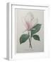 Magnolia Soulangiana-Pierre-Joseph Redoute-Framed Art Print