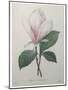 Magnolia Soulangiana-Pierre-Joseph Redoute-Mounted Art Print