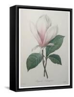 Magnolia Soulangiana-Pierre-Joseph Redoute-Framed Stretched Canvas