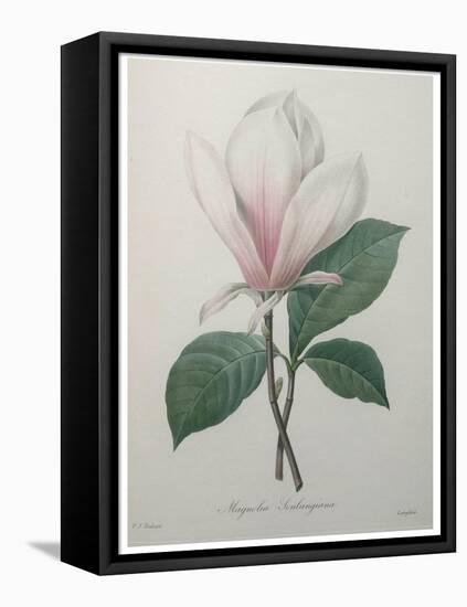 Magnolia Soulangiana-Pierre-Joseph Redoute-Framed Stretched Canvas