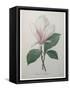 Magnolia Soulangiana-Pierre-Joseph Redoute-Framed Stretched Canvas