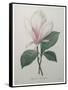 Magnolia Soulangiana-Pierre-Joseph Redoute-Framed Stretched Canvas